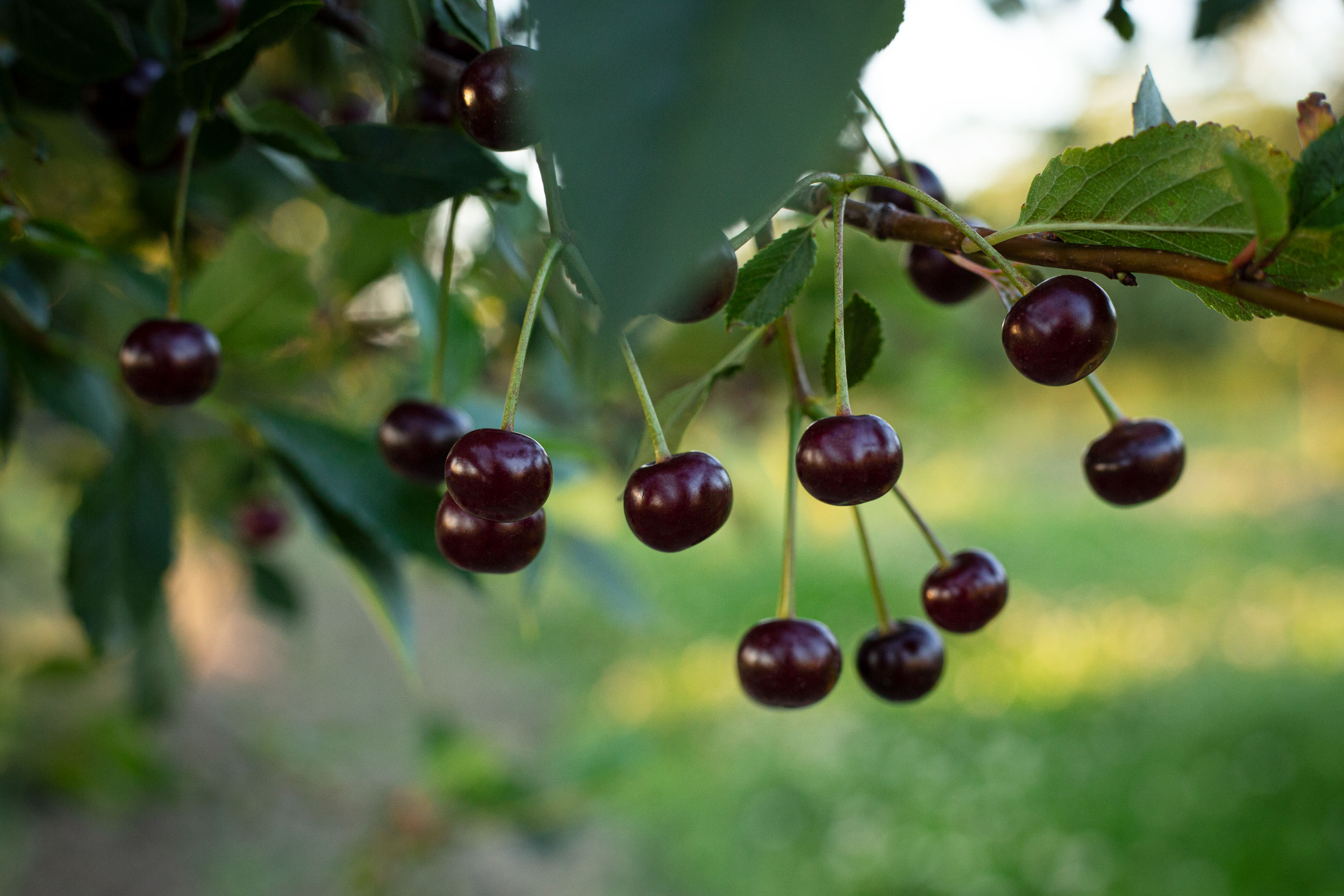The Local Cherry Varieties