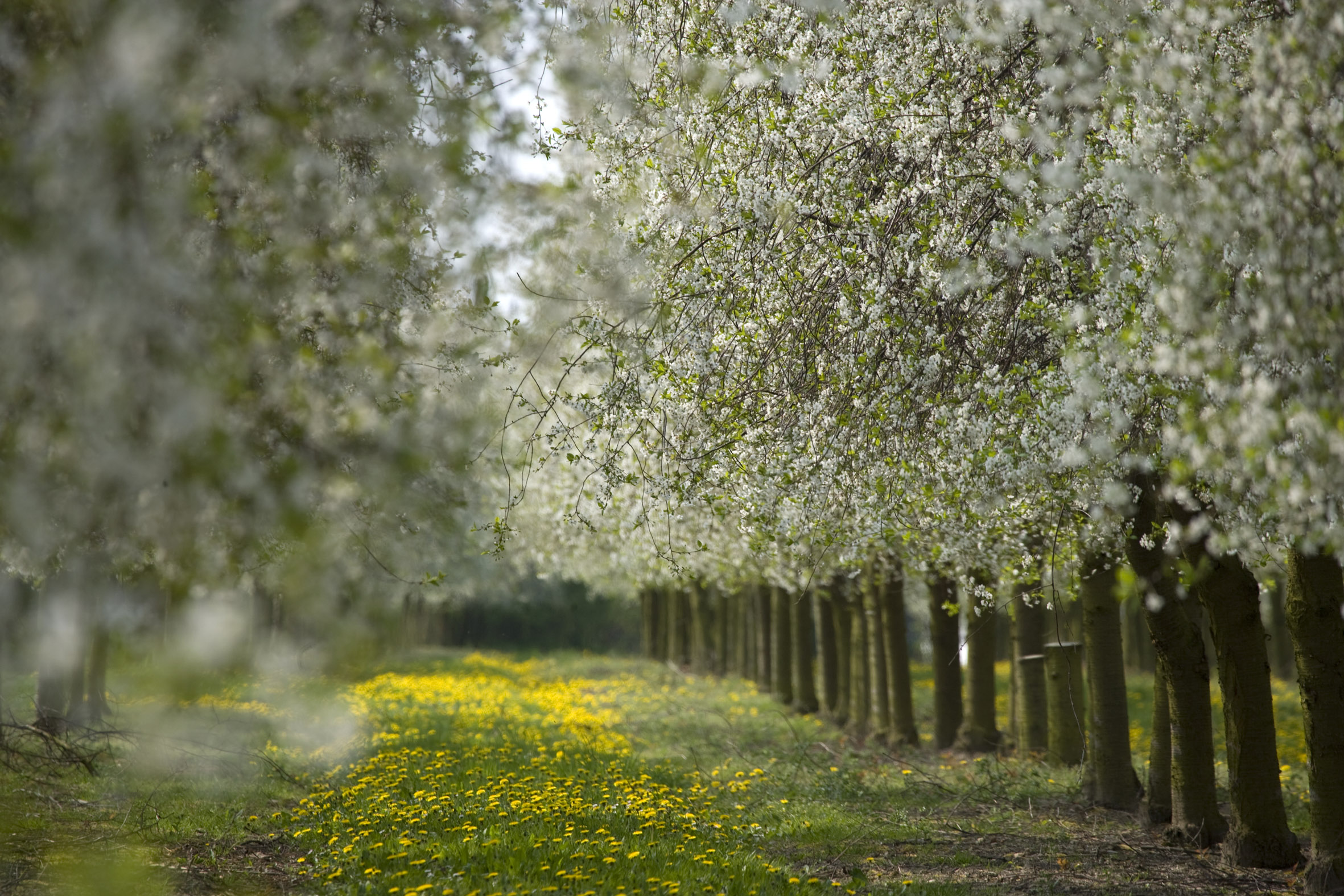 GOD VIN KRÆVER GODE TRÆER