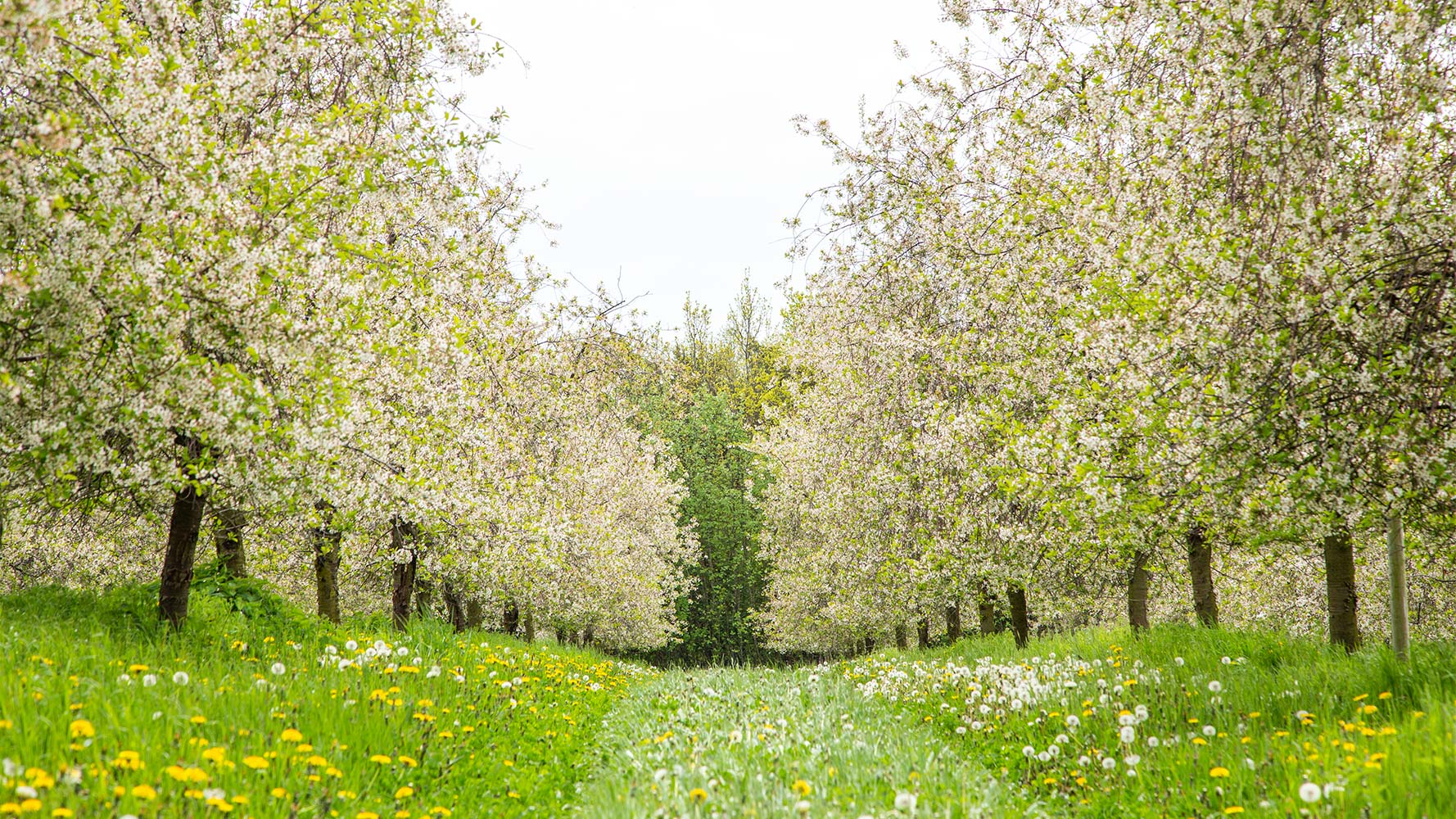 SÅDAN PODES  KIRSEBÆRTRÆERNE  PÅ FREDERIKSDAL