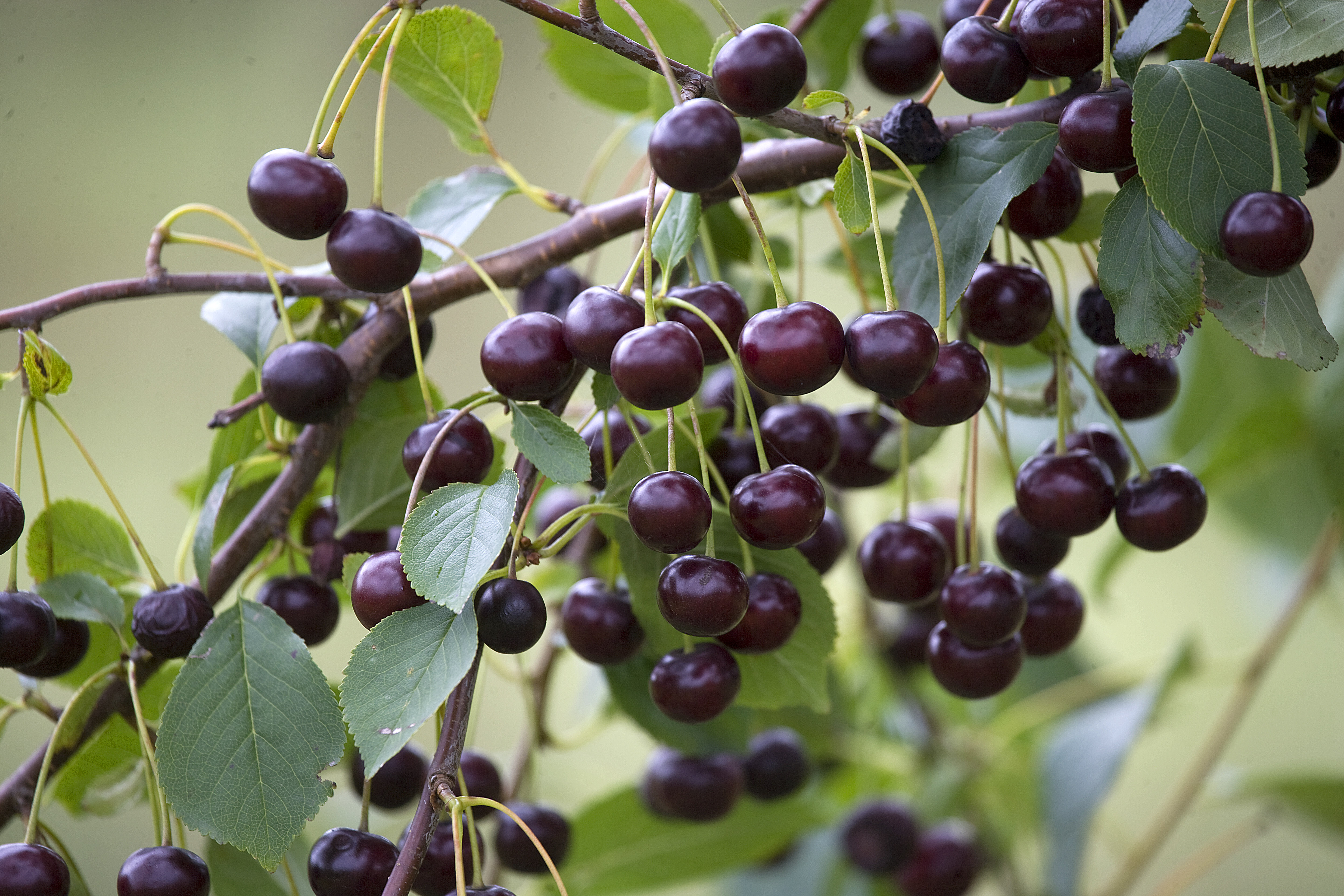 HISTORIEN OM NORDENS DRUE