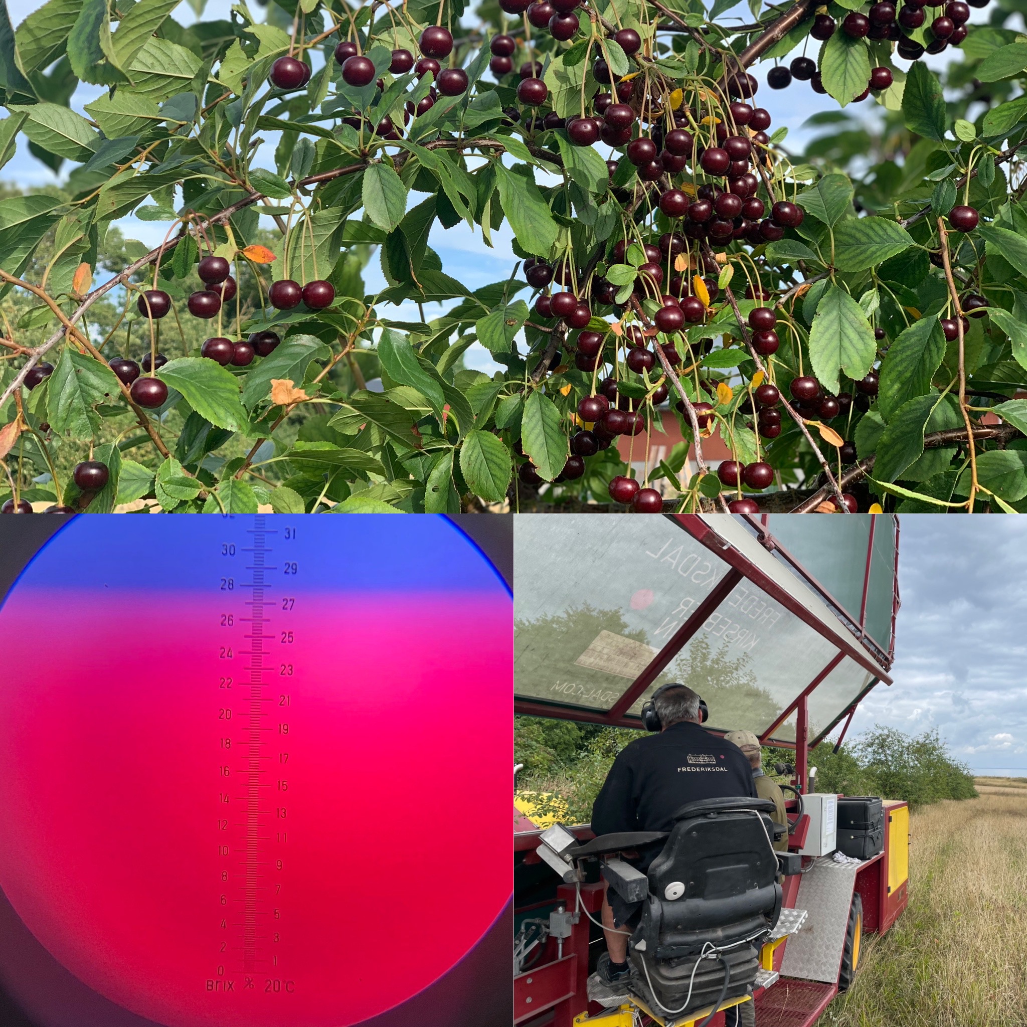 VI GØR KLAR TIL KIRSEBÆRHØSTEN