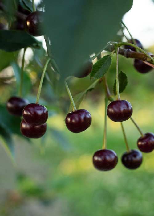 The Local Cherry Varieties