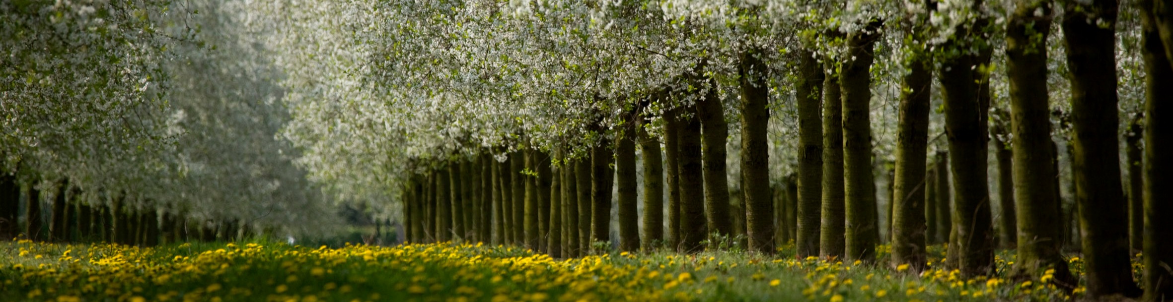 Trees for the Future