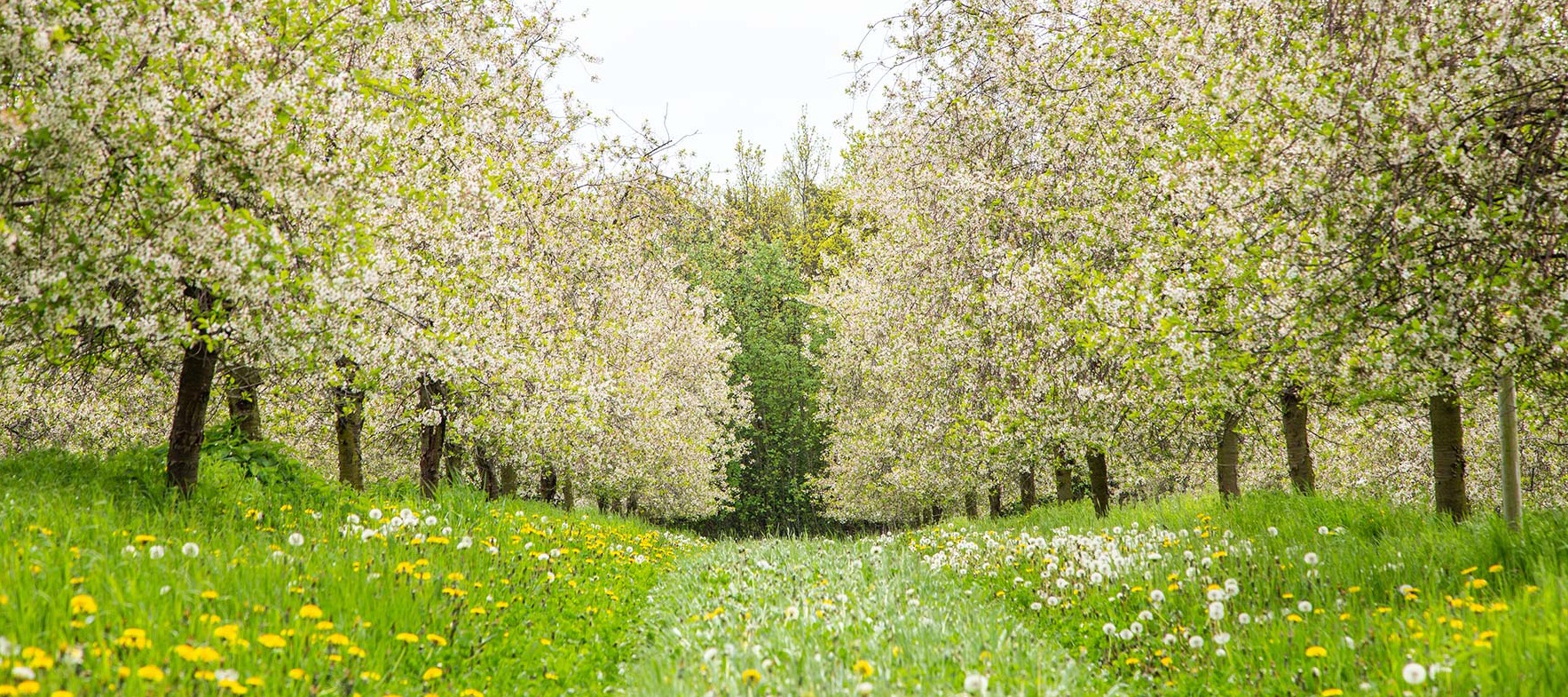TERROIRFORSKEL PÅ STEVNSKIRSEBÆR? JA DA!